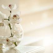 Coleen Macenson, Decorating Wallpaper Co. (ProDecorating)