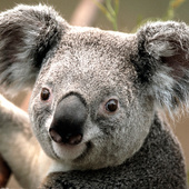Nia Koala