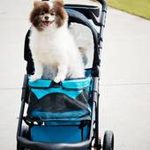 Love Petique, Agents for Enhanced lifestyle (Petique)