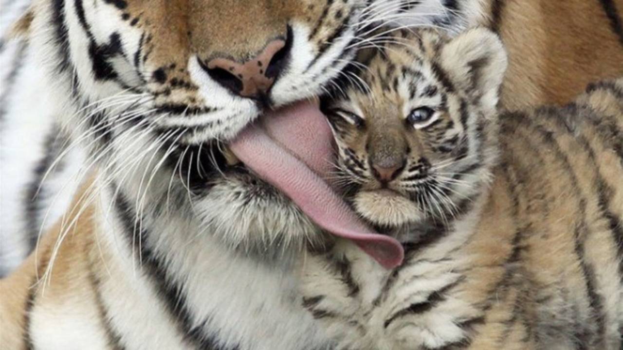 Babies_Tigers.jpg