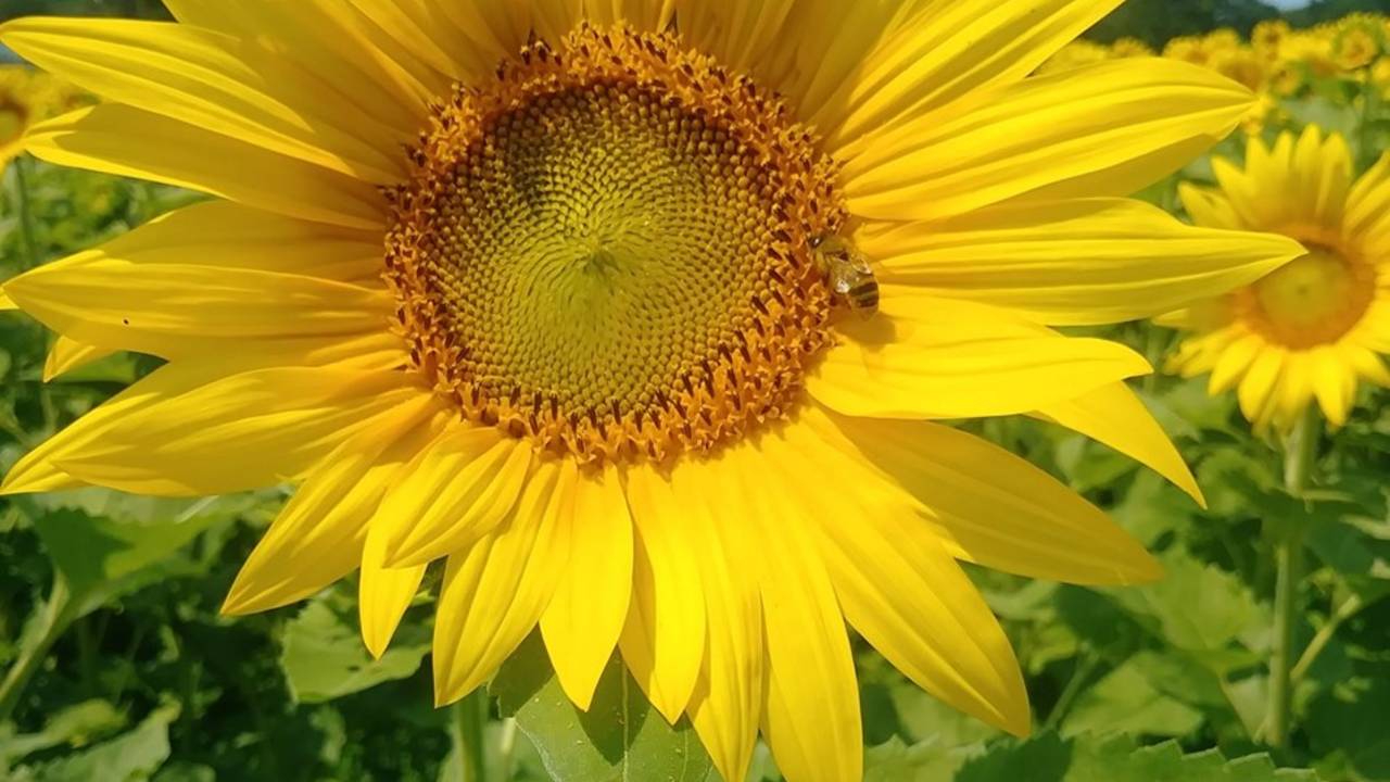 blog_sunflower.jpg