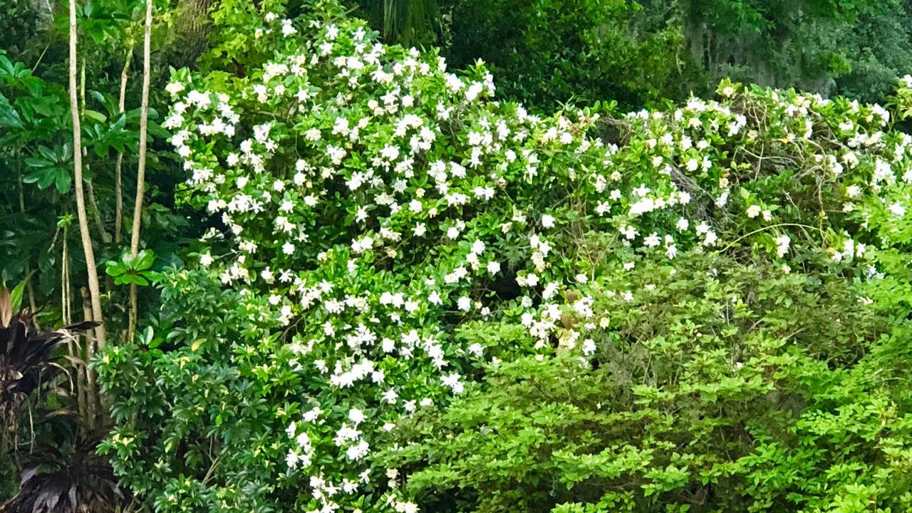gardenia_in_bloom.jpg