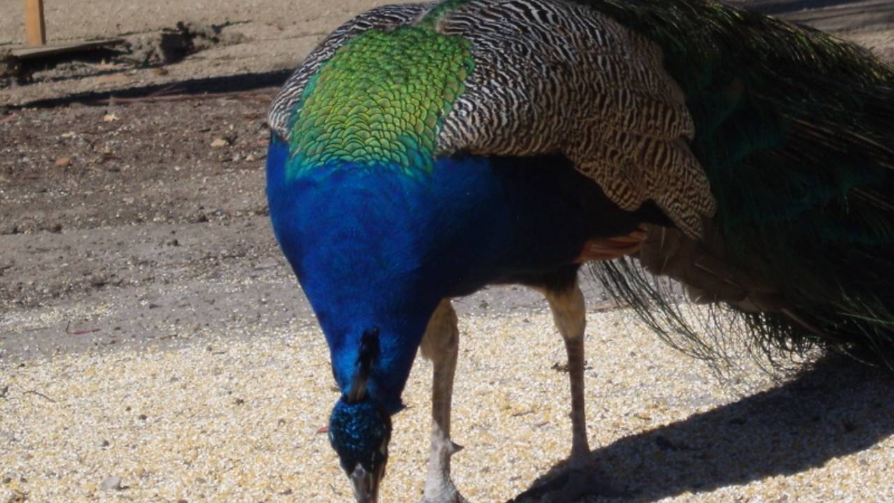 Peacock_at_Leo_Carrillo_Ranch.jpg