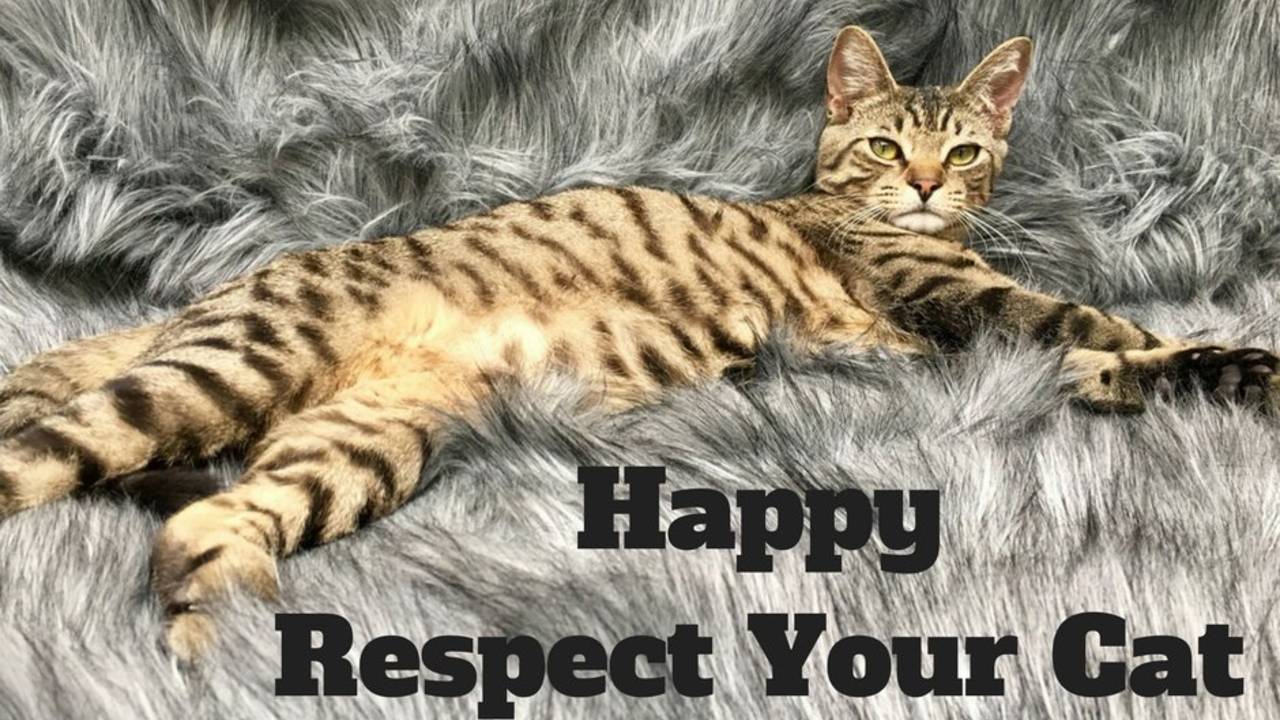 Happy_Respect_Your_Cat_Day.jpg