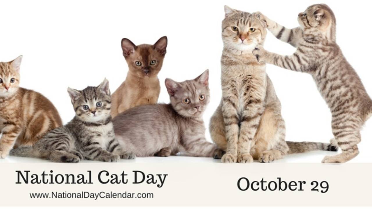 National_Cat_Day.jpg