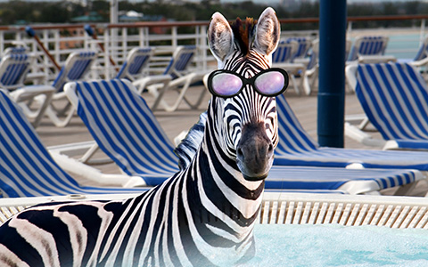 fun-zebra-at-the-pool.jpg