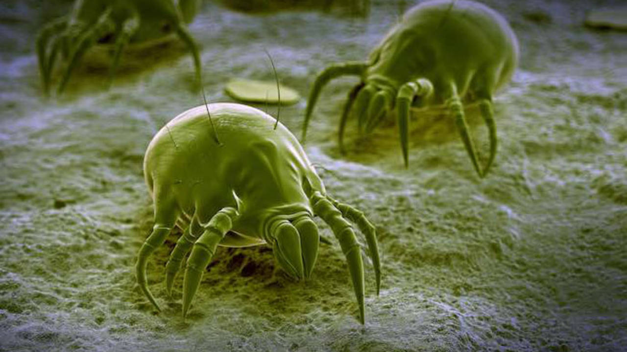 dust_mites_and_asthma.jpg