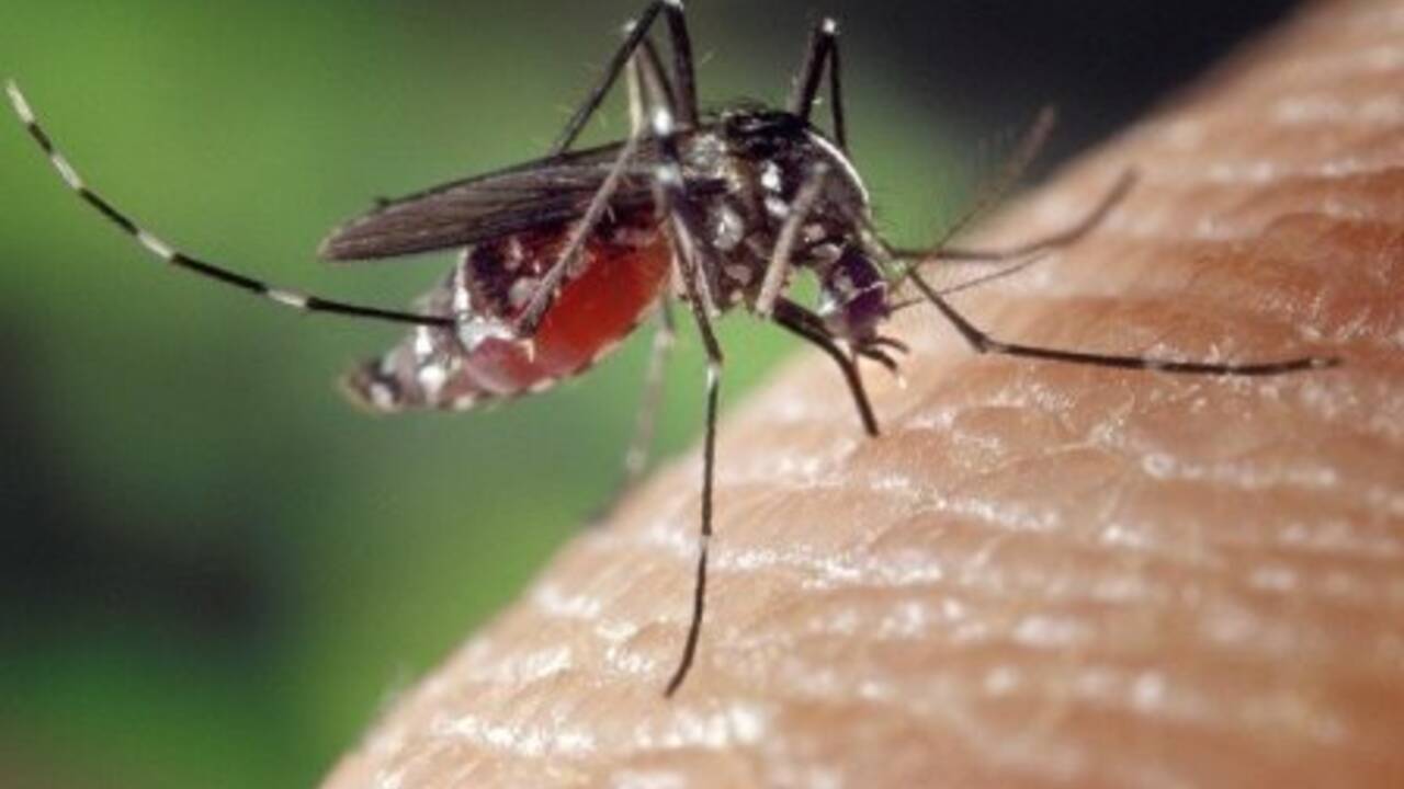 mosquito.sm.jpg