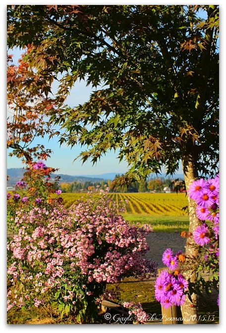 Montinore_vineyards.jpg