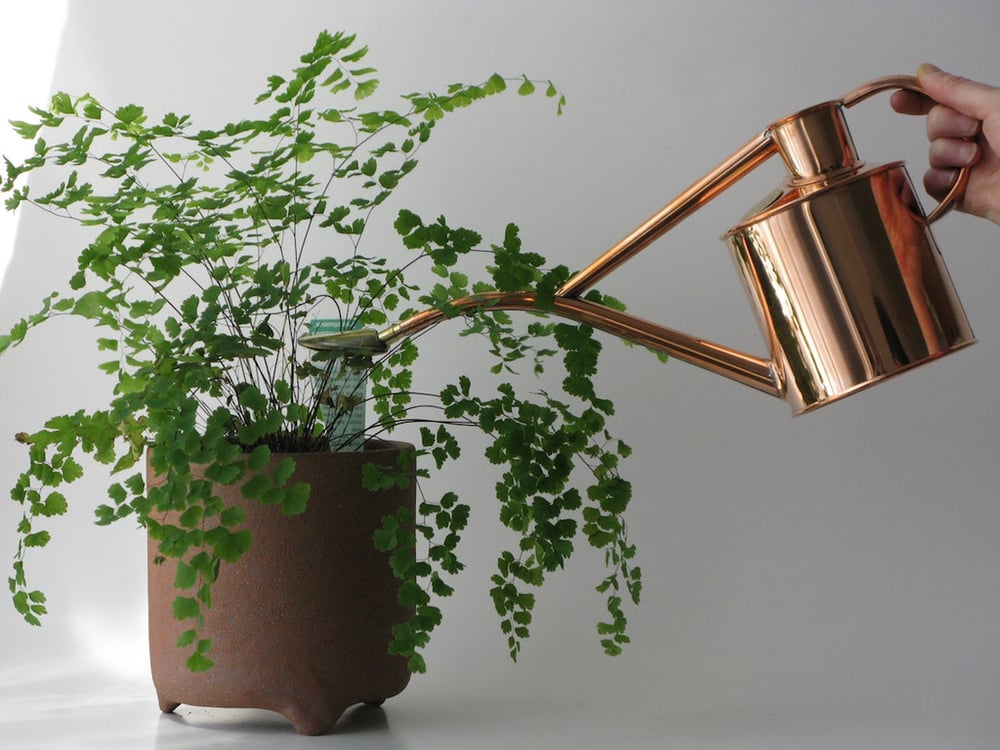 Plants that do not require a lot of water.