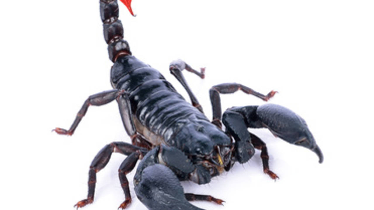 Scorpion_2.jpg