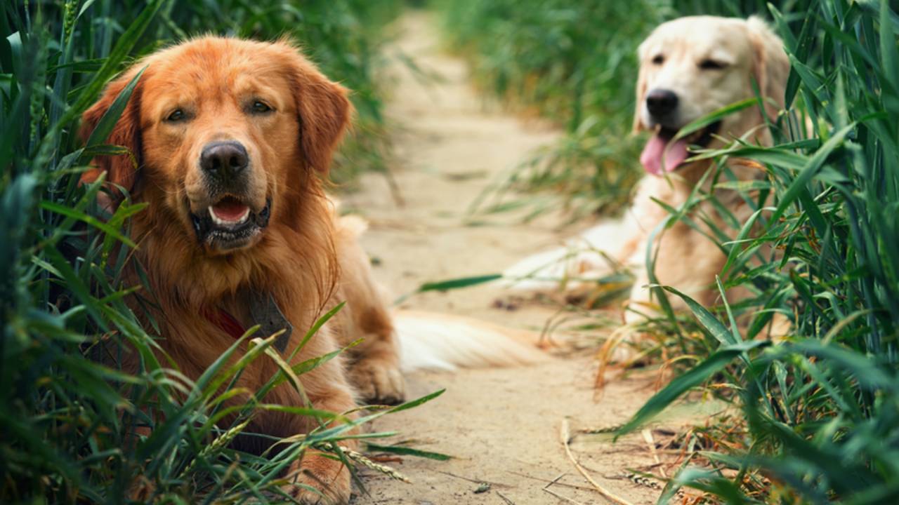 bigstock-portrait-of-two-young-dogs-res-47370256.png