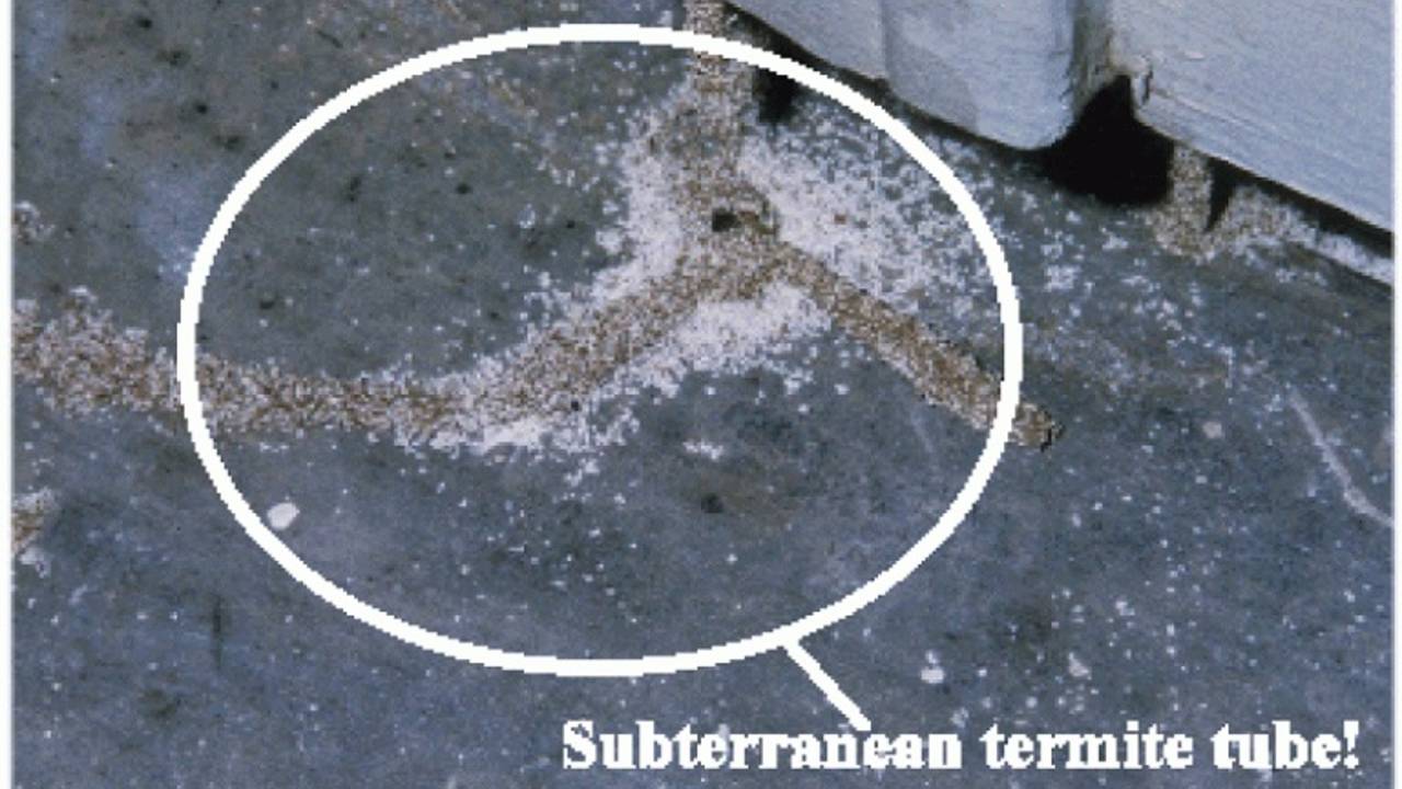 Subterranean-Termite-Tube.jpg