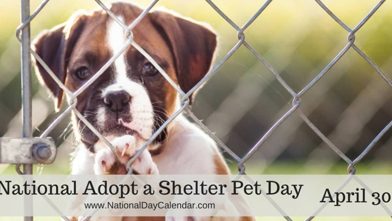 National_Adopt_A_Shelter_Pet_Day_2017.jpg