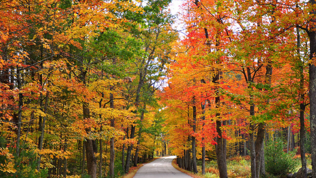 Fall_Foliage.jpg