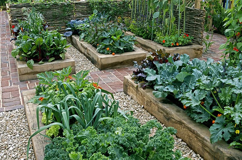 vegatiable_garden.jpg
