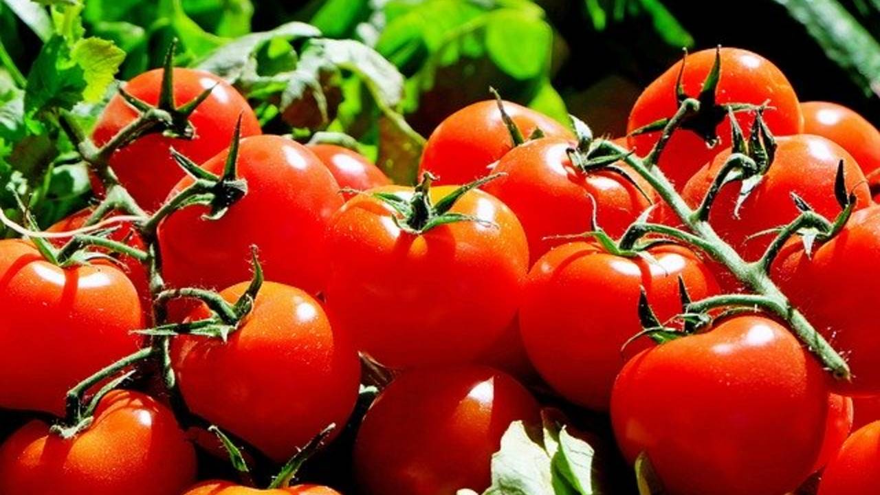 tomatoes-1280859_640.jpg