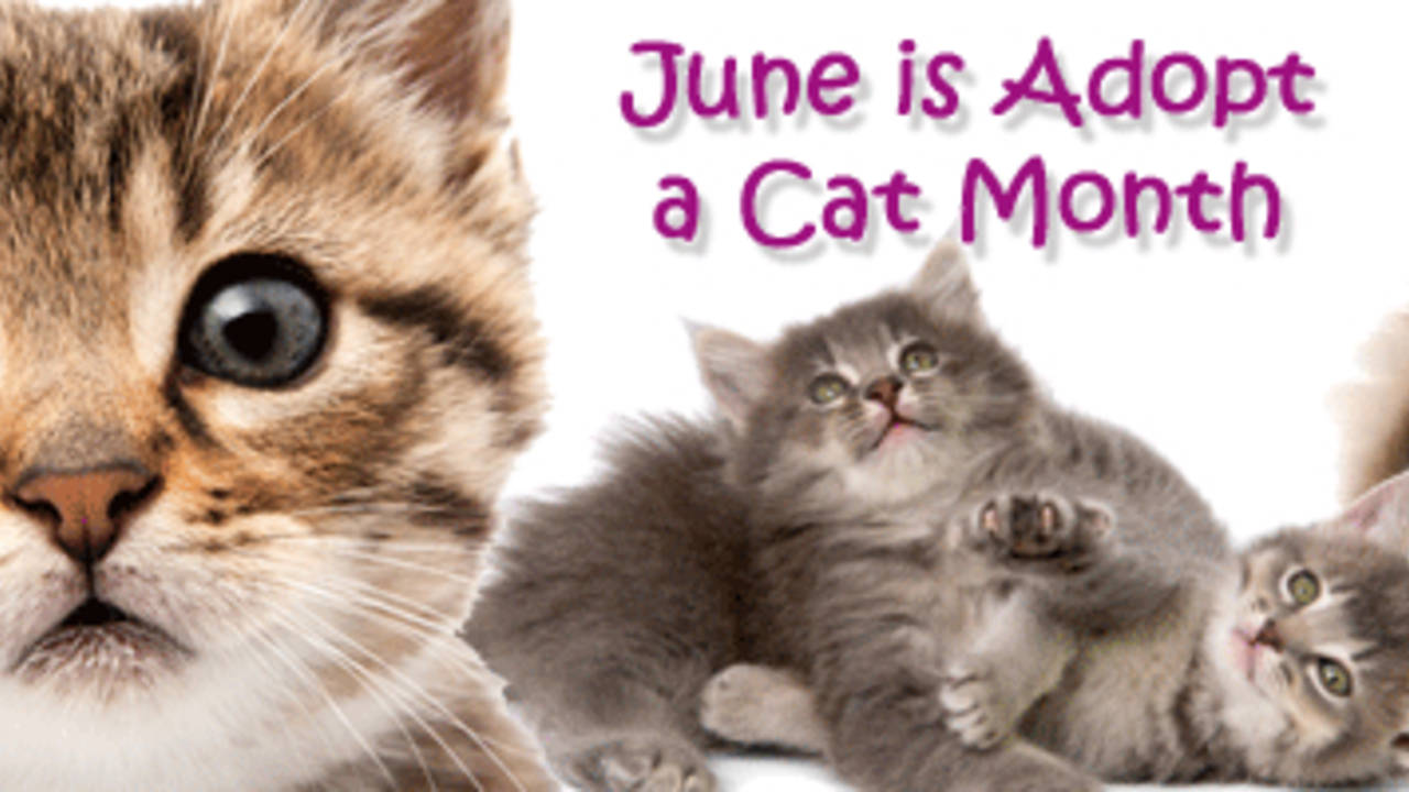 June_is_Adopt_A_Cat_Month_Doggie_Cakes.jpg
