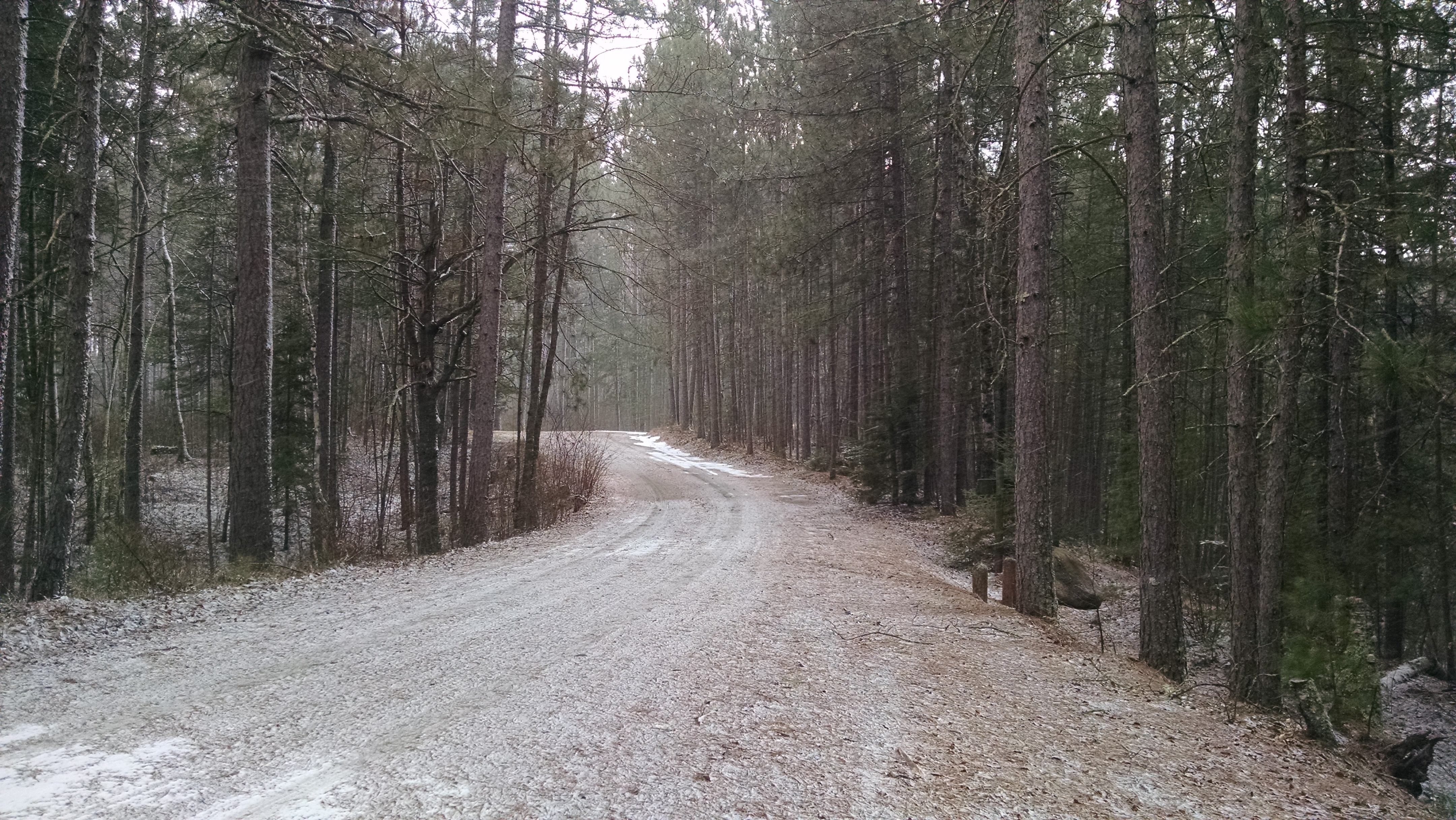 Worlds Finest White Pine Forests Menominee County Wis 