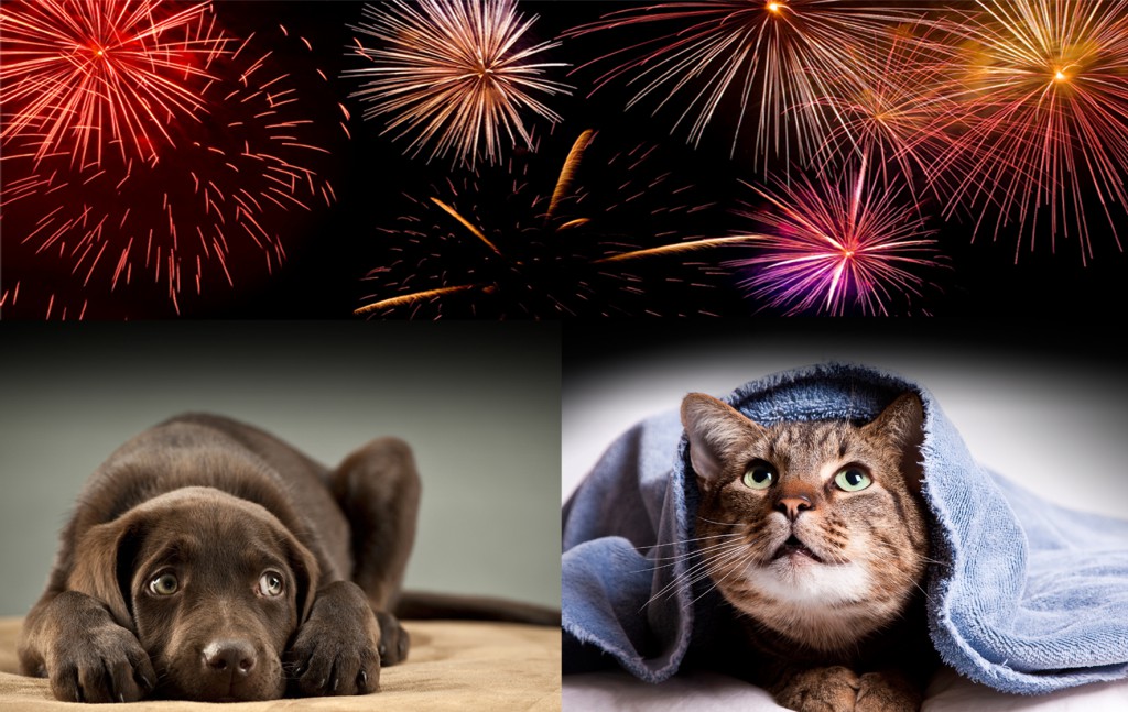 cat_and_dog_fireworks.jpg