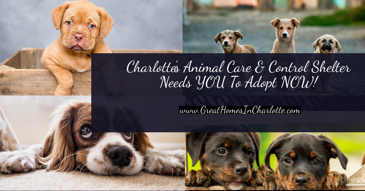 Charlotte_Animal_Care_and_Control_Center_Needs_You_To_Adopt_Now.png