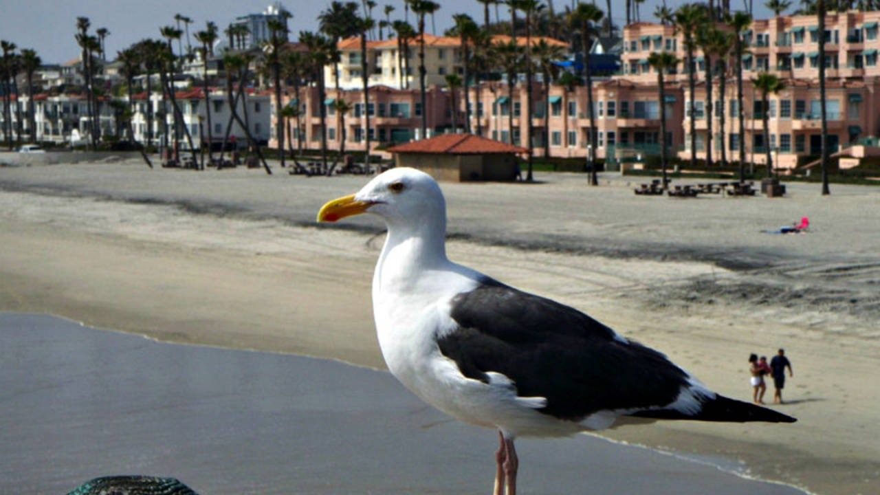 Seagull_on_the_Oceanside_Pier.jpg