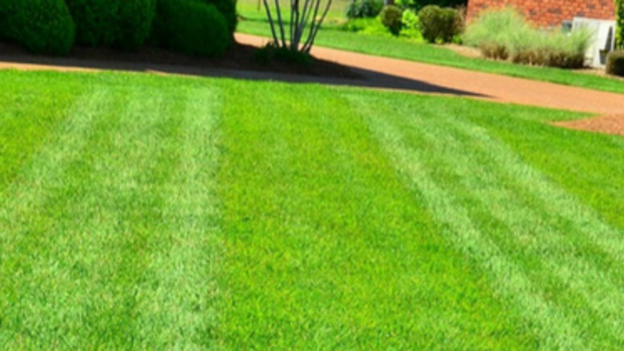 6-Lawn-Care-Mistakes-That-Can-Ruin-Your-Yard-In-market_city.png