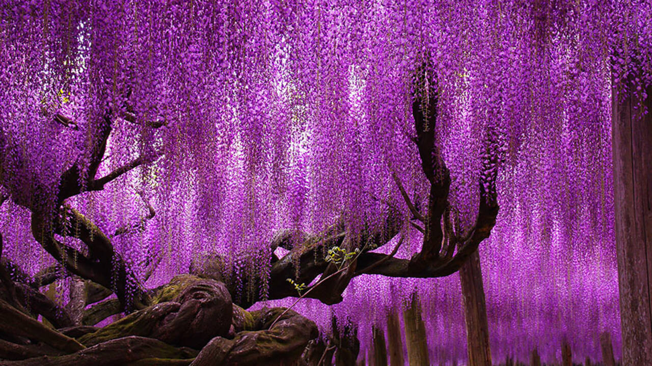 tree-144-year-old-wisteria-in-Japan.jpg