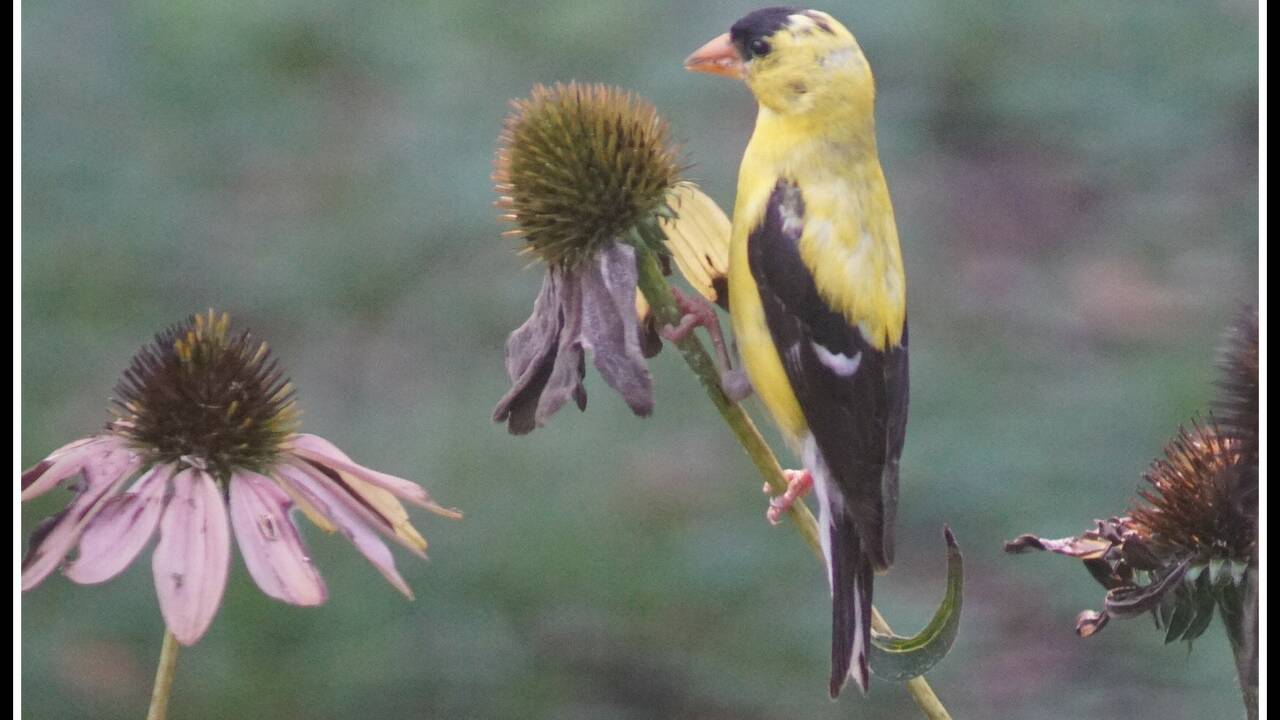 Goldfinch_Changing_to_Fall_Colors.jpg