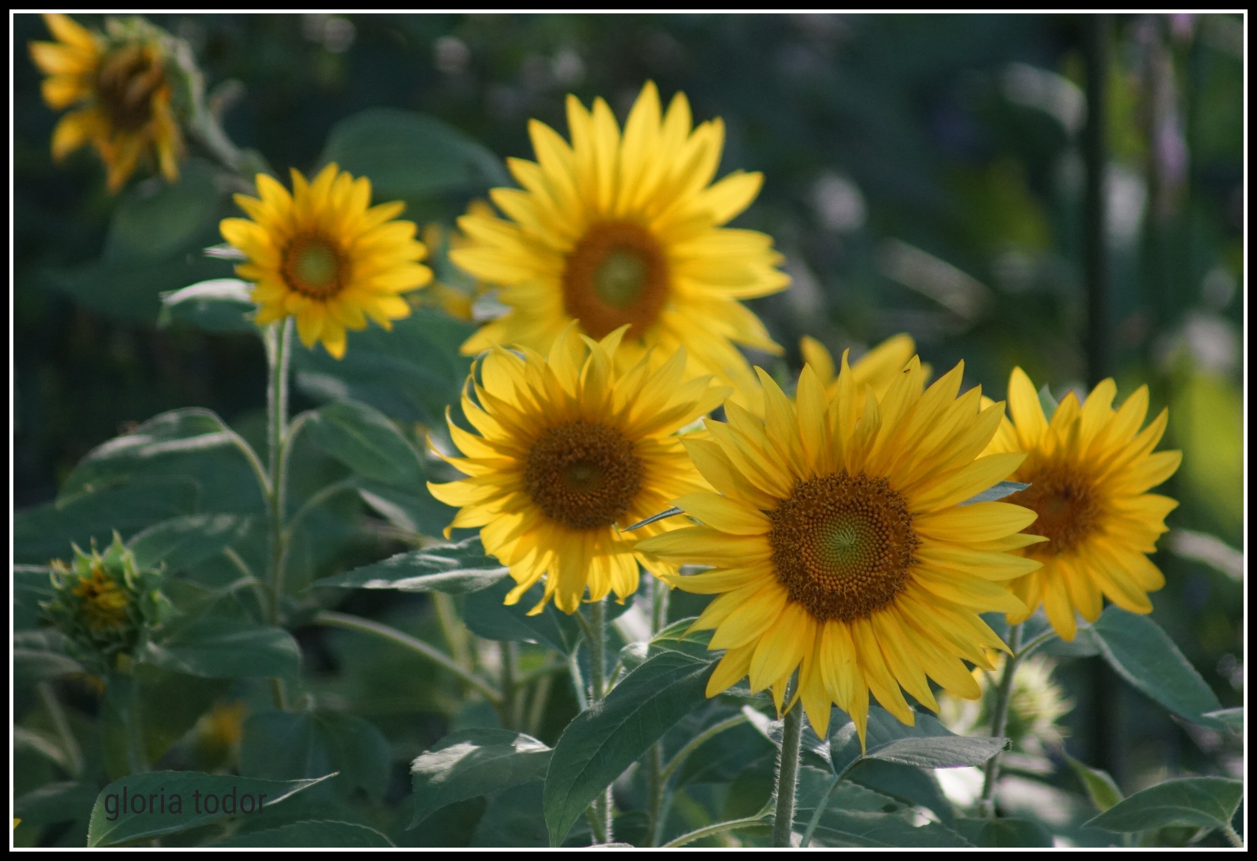 Sunflowers_in_Delco.jpg