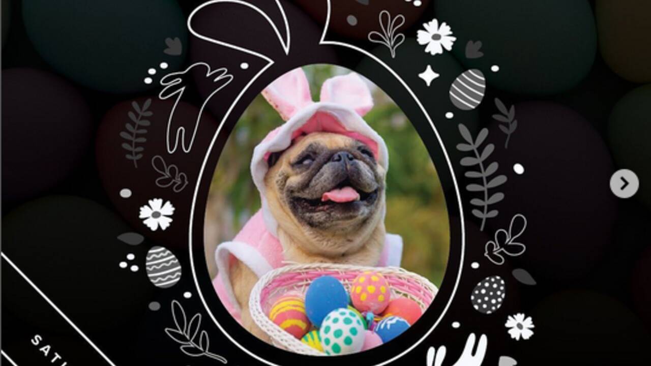 doggy_easter_photoshoot_1.png