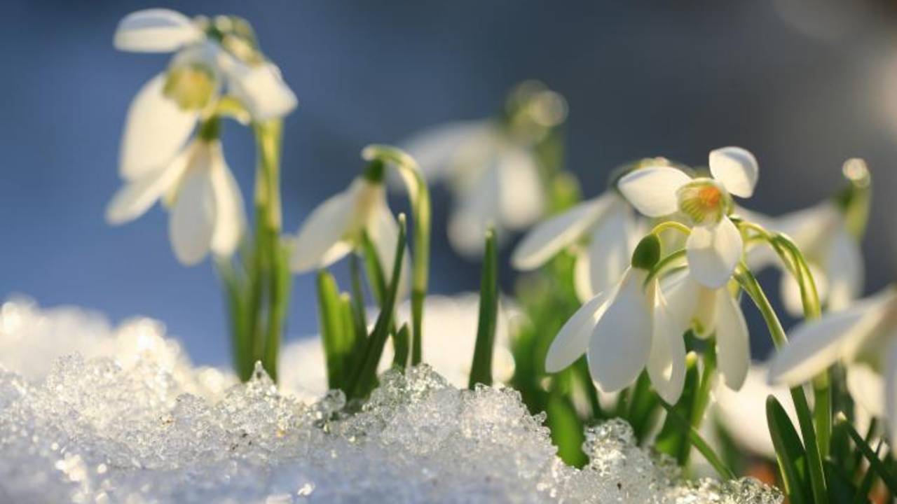 snowdrops-snow-spring.jpg