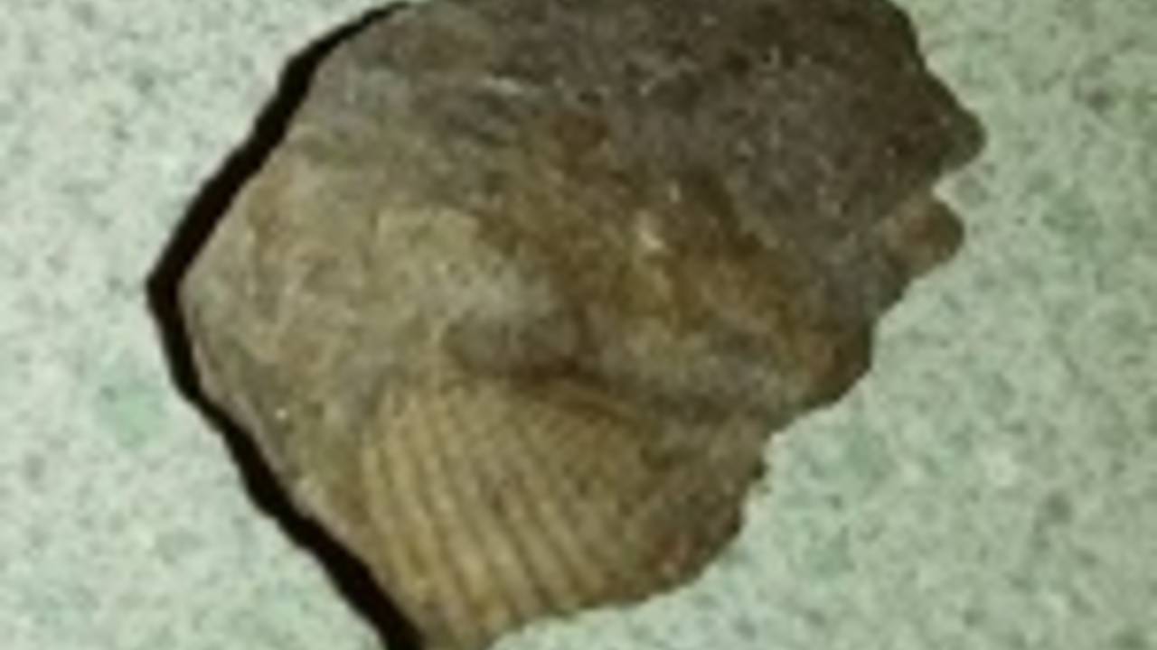 fossil_shell.jpg