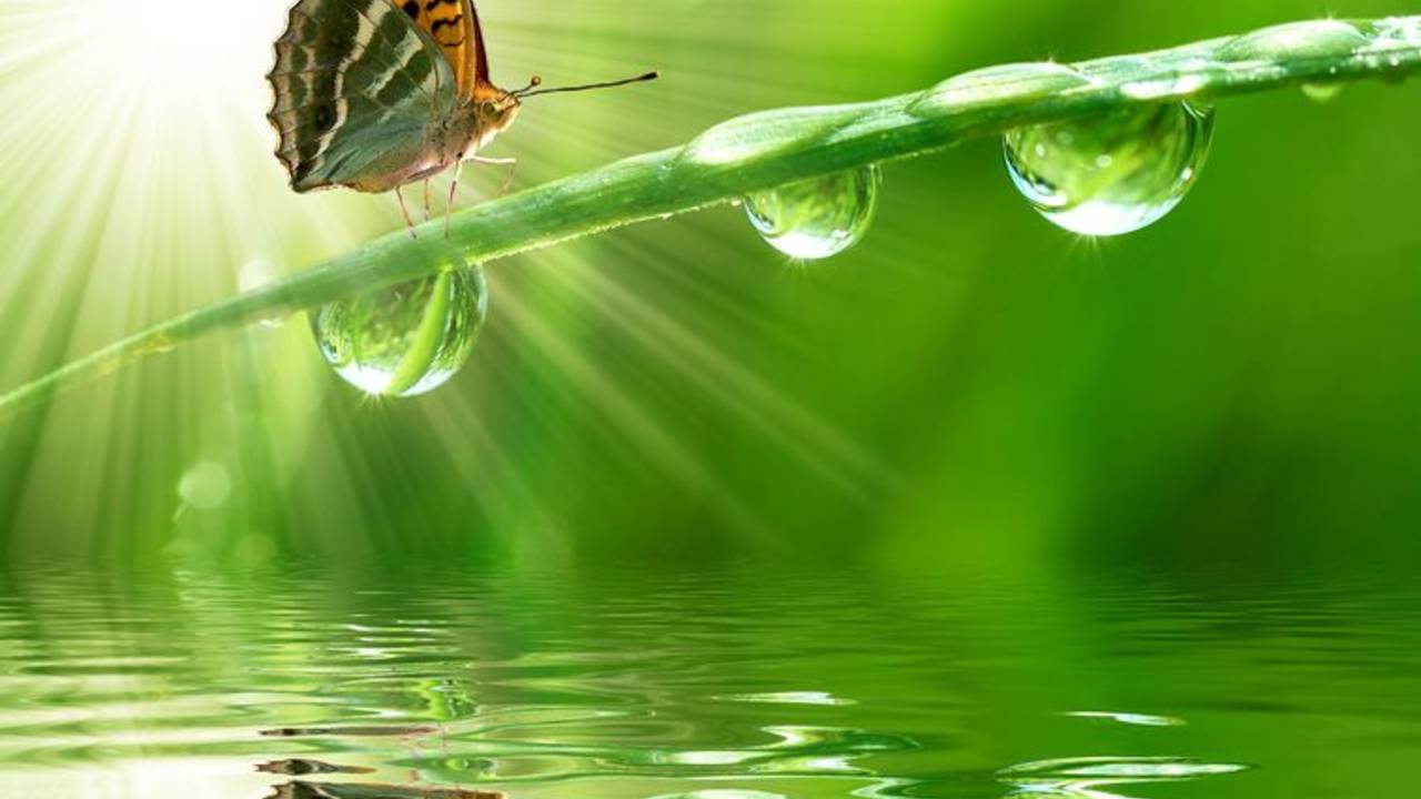 Gorgeous_butterfly_on_stem_over_water_photo.jpg