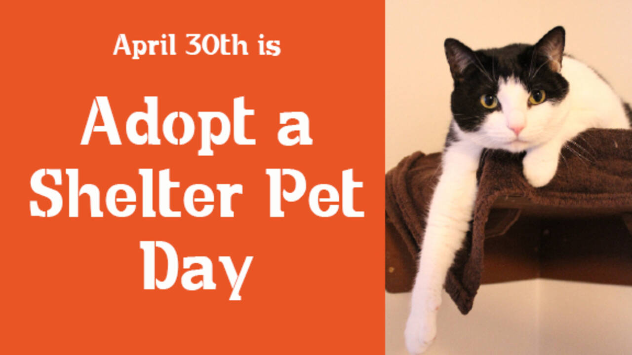 Adopt_A_Shelter_Pet_On_April_30.jpg