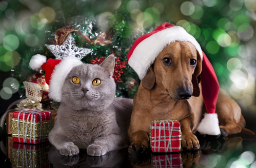 Holiday_gifts_for_pets_2019.jpg