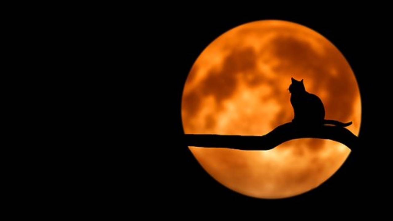 Moon_tree_cat_silhouette_image_p.jpg