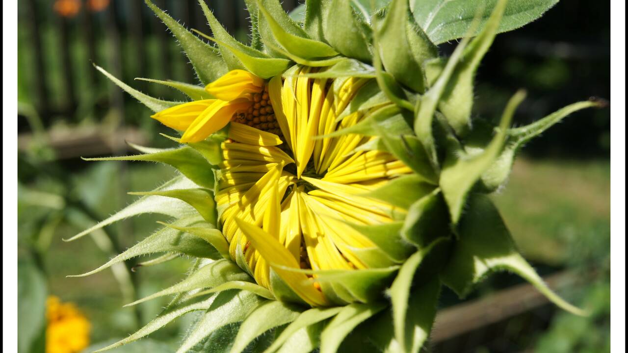 Sunflower_opening.jpg
