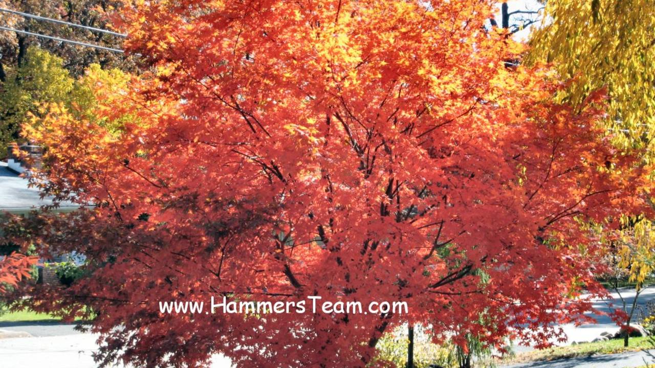 Fall_Tree_Hammersteam.jpg