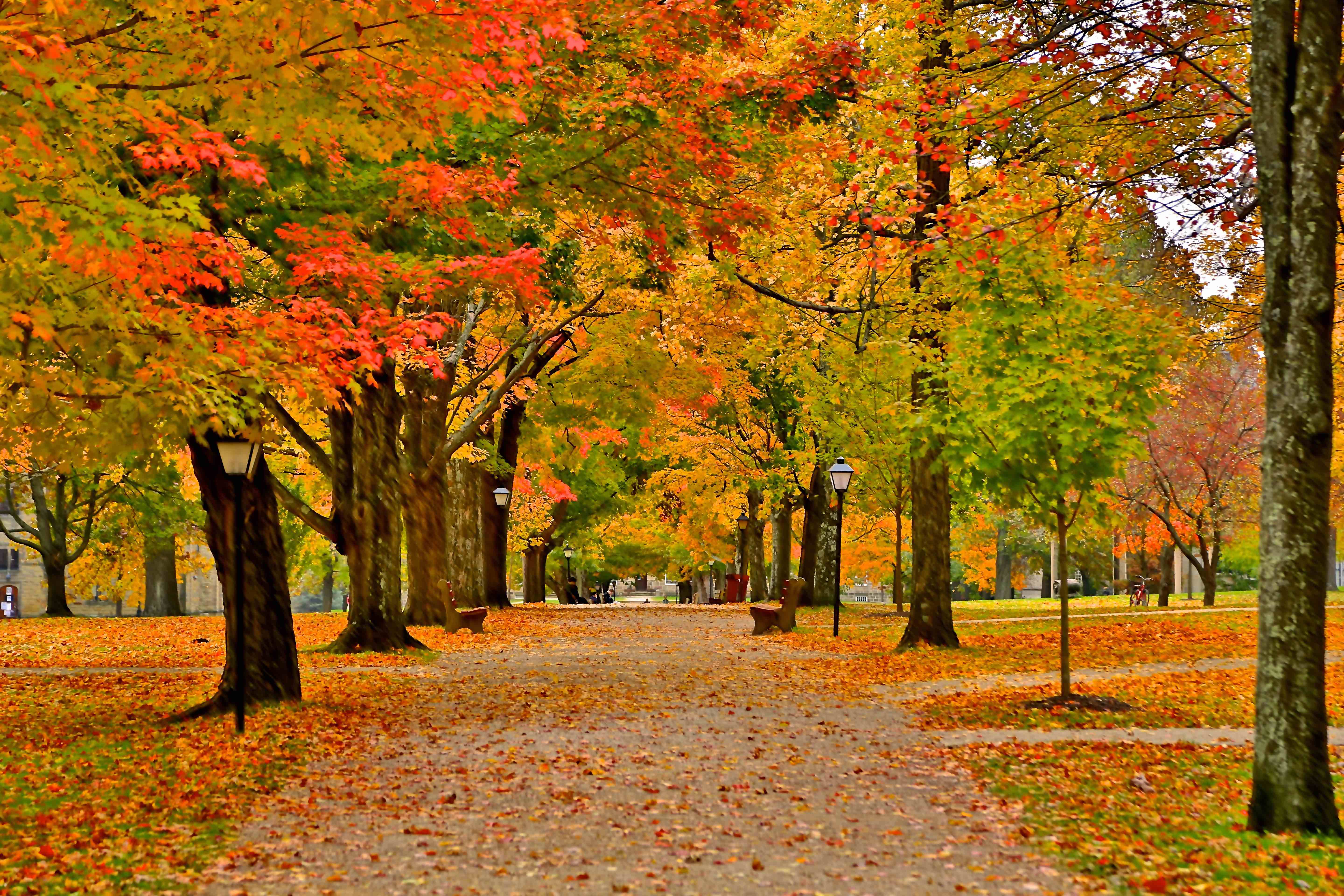 Gambier_Ohio_Fall_Photo_of_Kenyon_Collge_Middle_Path_by_Sam_Miller.jpg