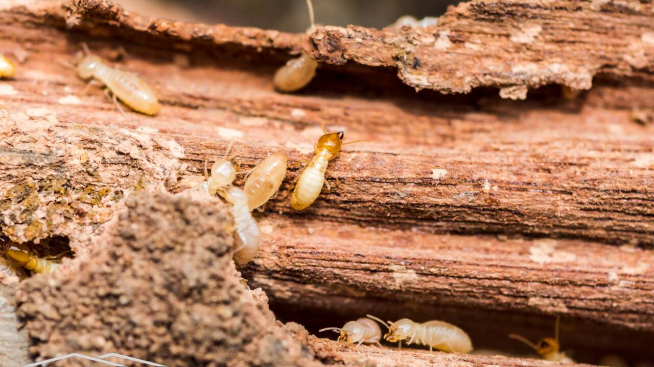 charlotte_termite_inspections_(1).png