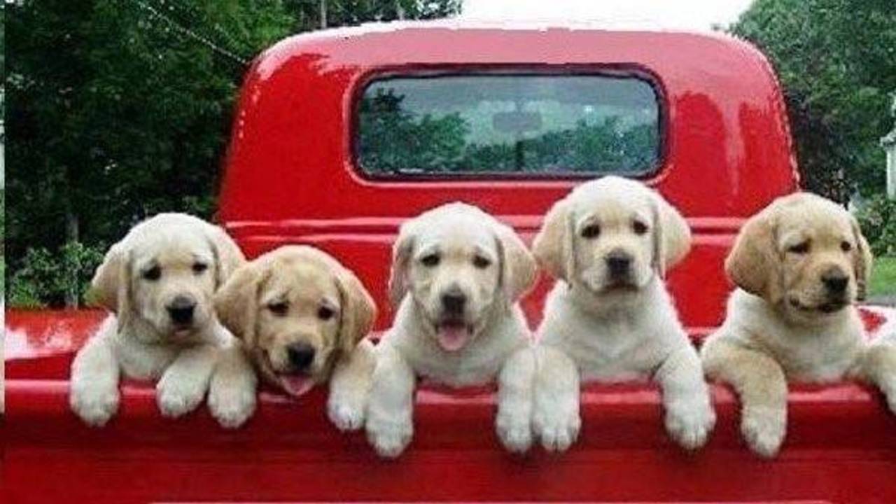 Dogs_Truck_Load_of_fun.jpg