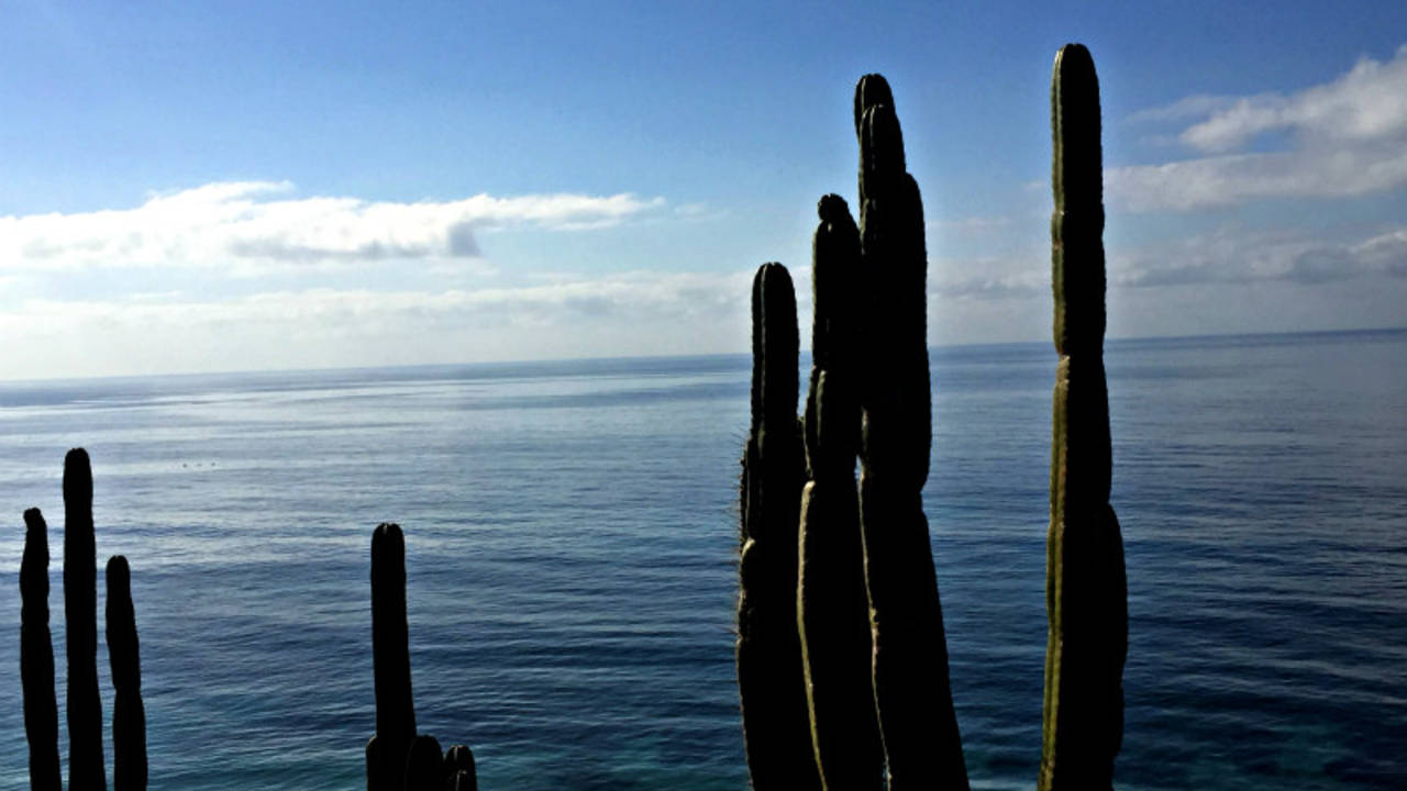 Cactus_and_the_ocean_seen_from_the_Meditation_Gardens.jpg
