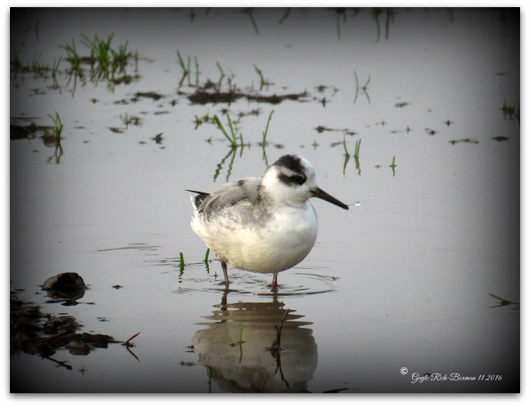 Unusual Bird Sighting Birkenfeld Oregon!