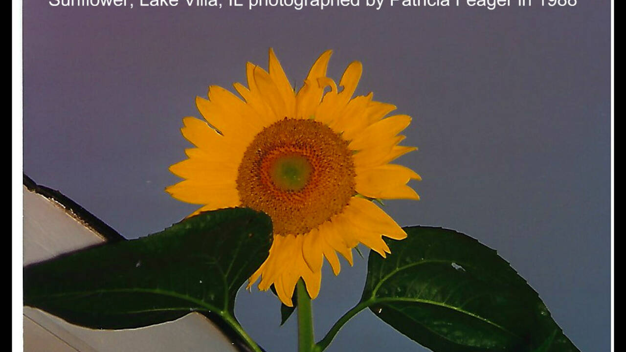 Sunflower_Lake_Villa.jpg