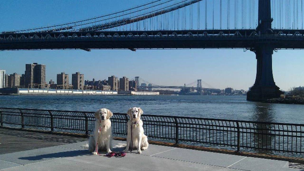 Dogs_in_Manhattan.jpg