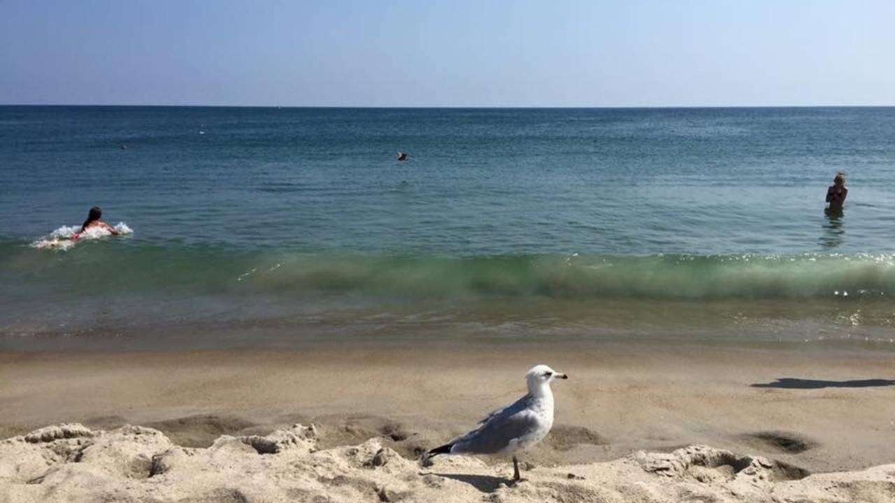 blog_beach_seagull.jpg