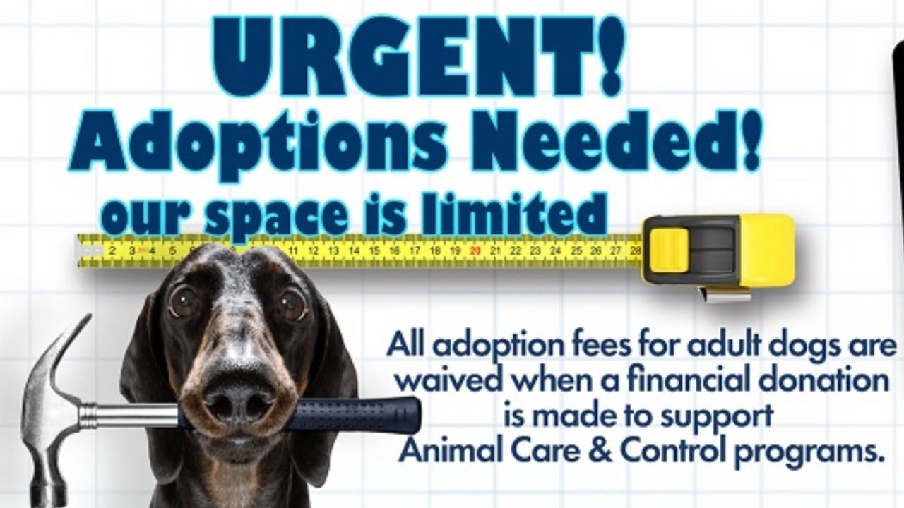 urgent_adoptions_needed_banner.jpg