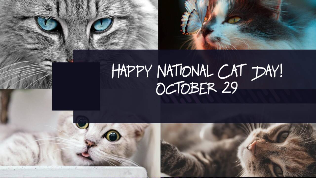 National_Cat_Day_2021.png