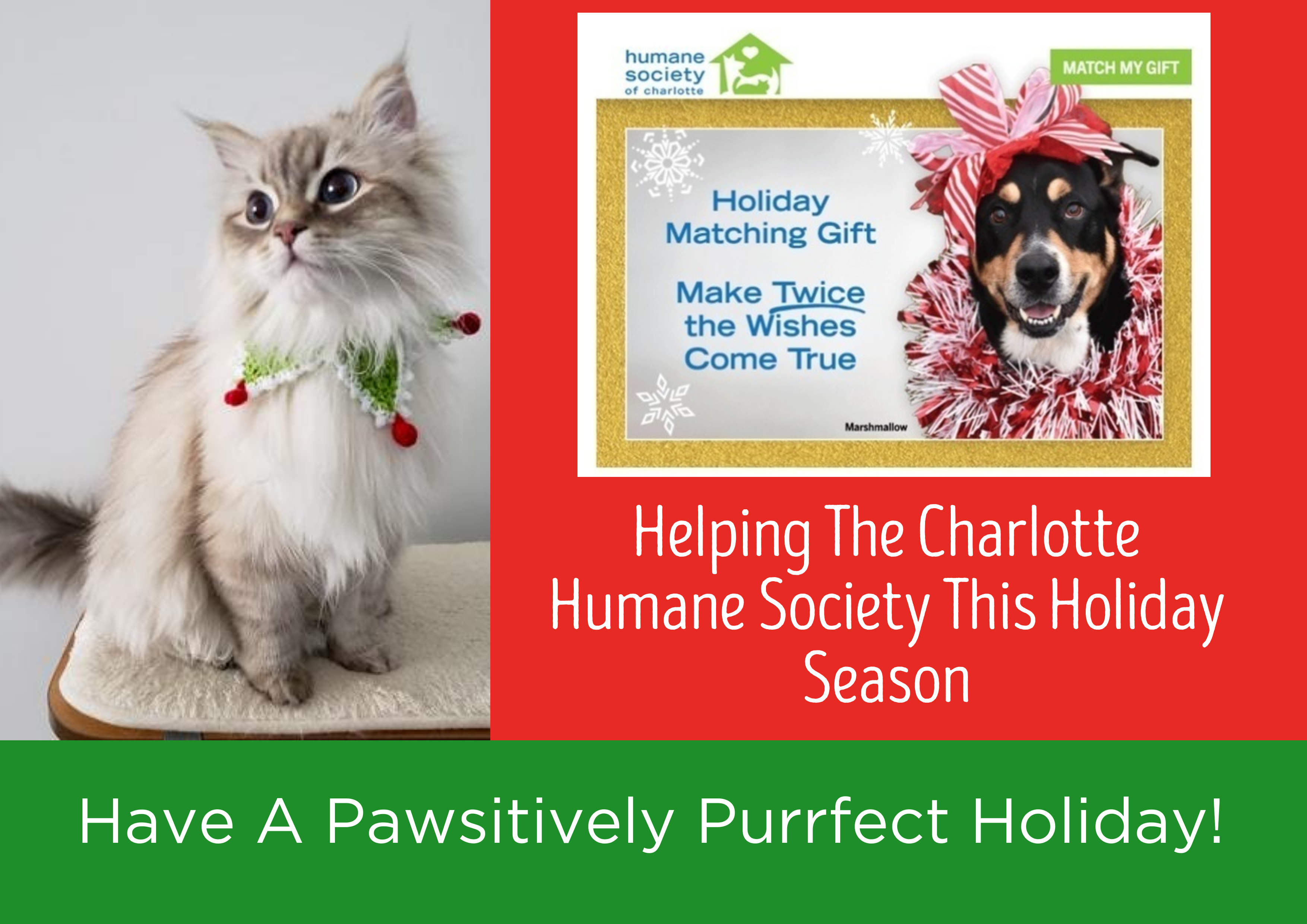 Helping_The_Charlotte_Humane_Society_This_Holiday_Season.png